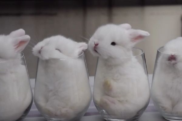 Najslađi video na svetu: Ovi zečevi su tako mali da staju u čašu - i prosto su neodoljivi! (VIDEO)