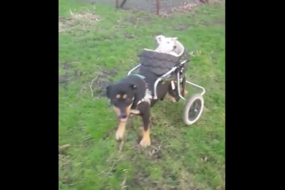 Pas u kolicima svakog dana vozi slepog i gluvog drugara (VIDEO)