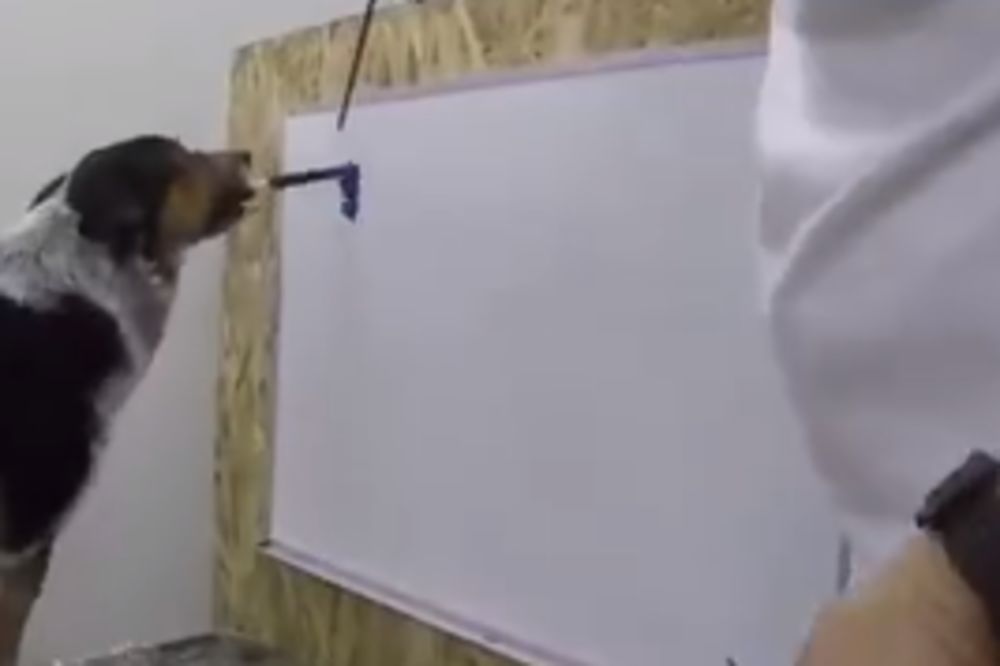 Ovaj pas je pravi Pikaso! (VIDEO)
