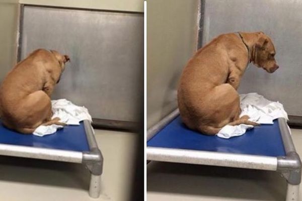 Slika od koje se steže srce: Pas ne prestaje da gleda u zid od kada je vraćen u azil (FOTO)