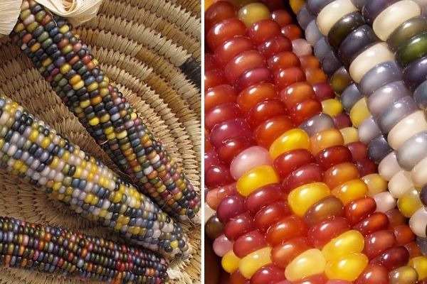 Da li biste pojeli ovaj kukuruz ili napravili ogrlicu od njega? (FOTO)