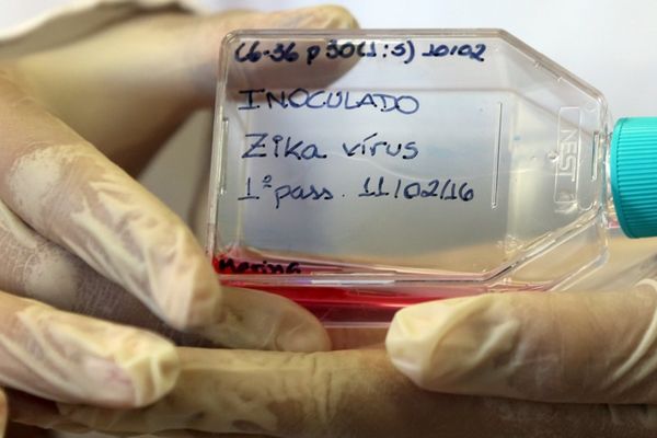 Prva smrt od zika virusa na teritoriji SAD: Broj žrtava će rasti?