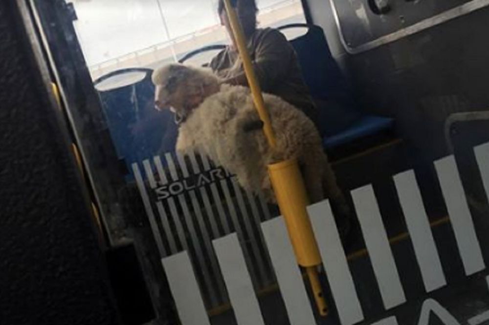 Poslednja vožnja pred Đurđevdan: Ovca u busu usred Novog Beograda! (FOTO)