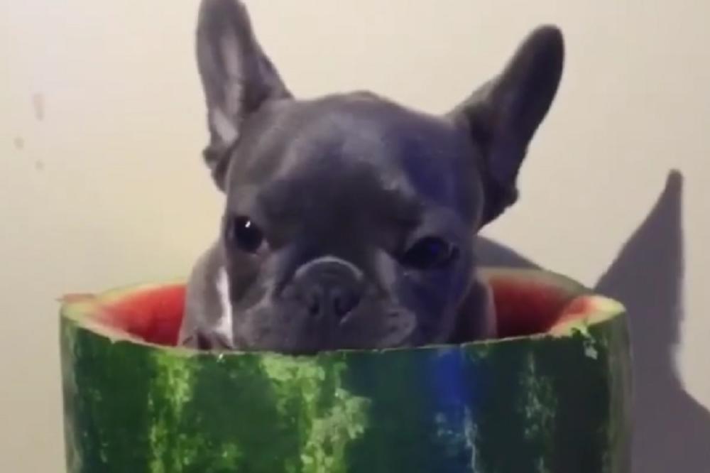 Pas u lubenici je najsrećniji pas na svetu (VIDEO)