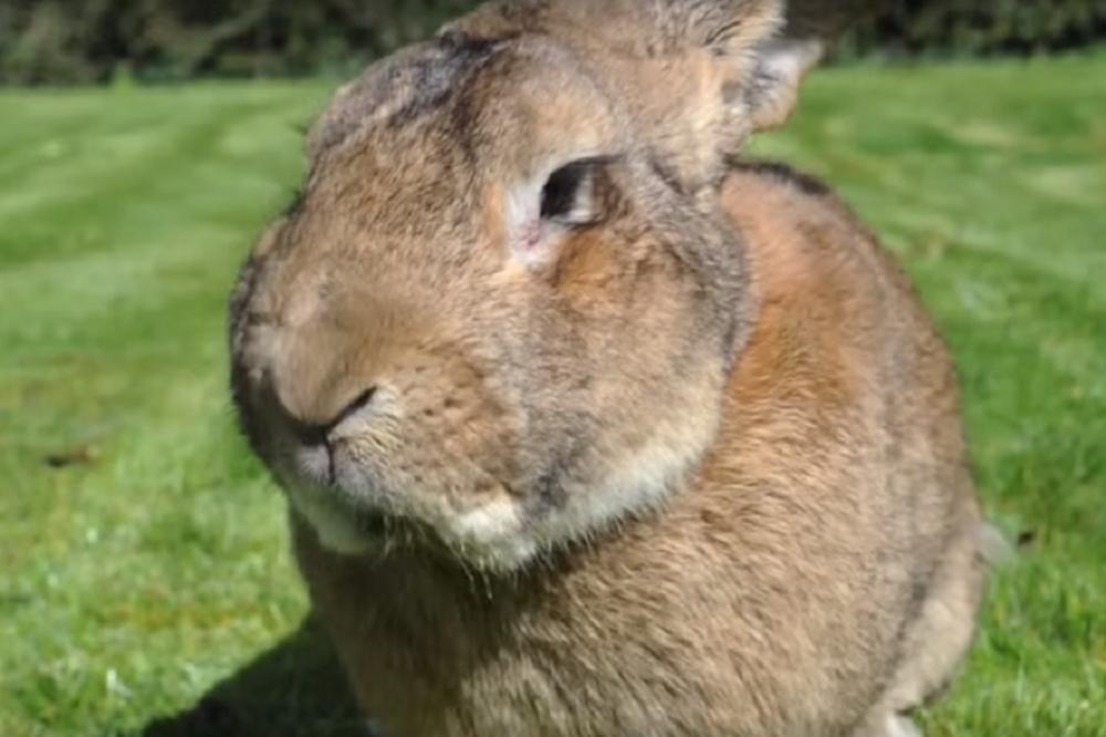 Spremni za Ginisa: Da li ste nekada videli najvećeg zeca na svetu? (FOTO) (VIDEO)