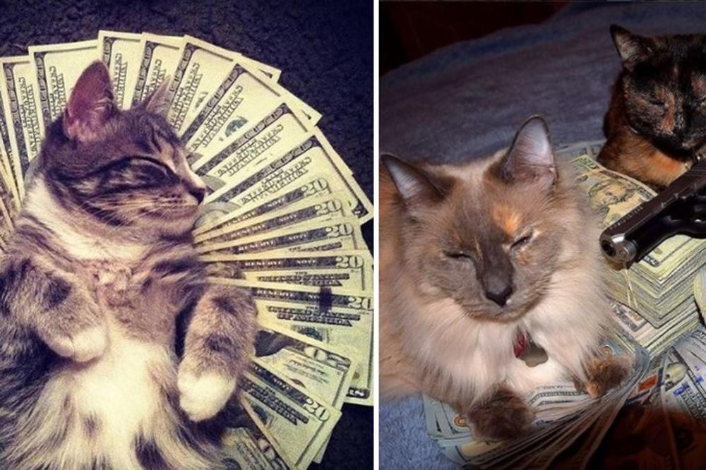 Dok mi sanjamo o parama, one se u njima valjaju: Najbogatije mačke sveta, ali bukvalno! (FOTO)