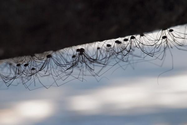 Plašite se paukova? Posle ovih 15 stvari, bežaćete kada ih vidite! Bukvalno! (FOTO)
