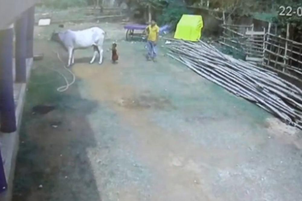 Gledajte na sopstvenu odgovornost: Dete je prišlo kravi, a ono što sledi... (VIDEO)