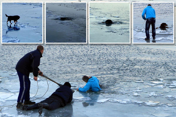 HEROJI SRBIJE: Zemunci uskočili u zaleđeni Dunav kako bi spasili psa Medu! (FOTO)