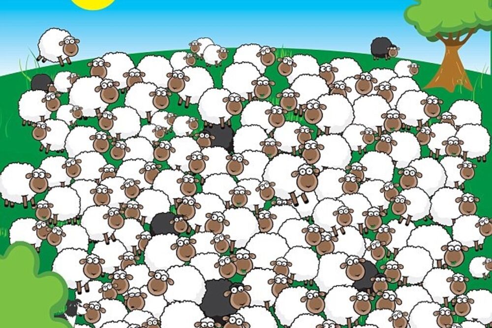 Samo 2 % ljudi može da vidi ovcu koja spava! Da li ste među njima? (FOTO)