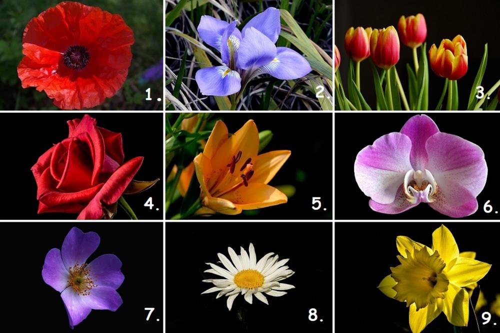 Šta vaš omiljeni cvet govori o vama i vašem ljubavnom životu? (FOTO)