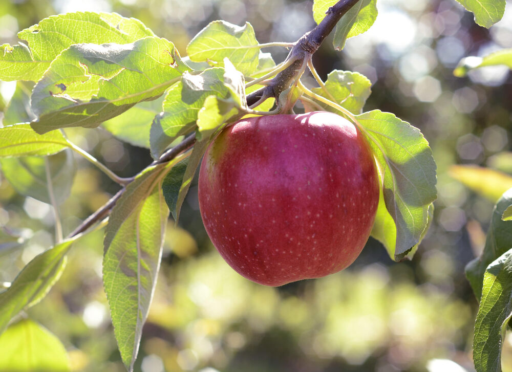 Jabuke su savršene za održavanje vitke linije  