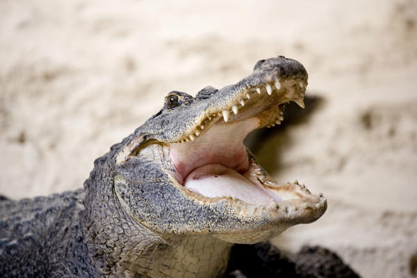 Borba sa aligatorom: Hrabra devojčica (10) je uspela da mu otvori čeljusti i pobegne! (VIDEO)