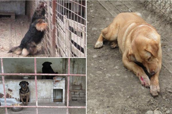 ČAK 23 psa su UGINULA u ovom azilu, a kad vidite uslove u kojima žive shvatićete i zašto! (UZNEMIRUJUĆI FOTO)
