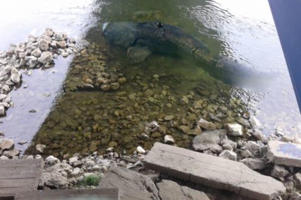 HOROR U SAVI: Rečni monstrum POJEO BULDOGA teškog 15kg! (FOTO)