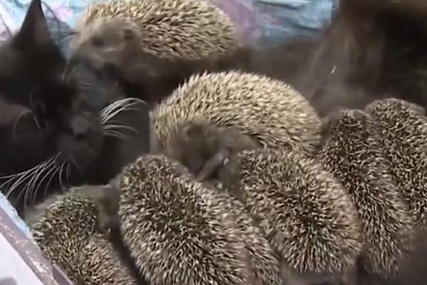 SNIMAK KOJI JE RAZNEŽIO SVET: Maca usvojila 8 ježeva koji su ostali bez MAJKE (VIDEO)