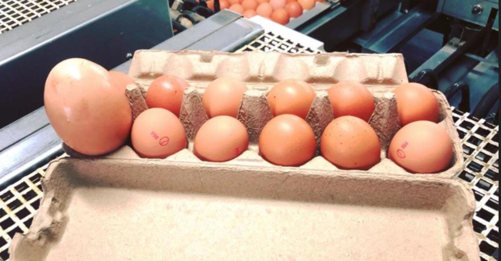 Jaje je dosta veće od prosečnog 