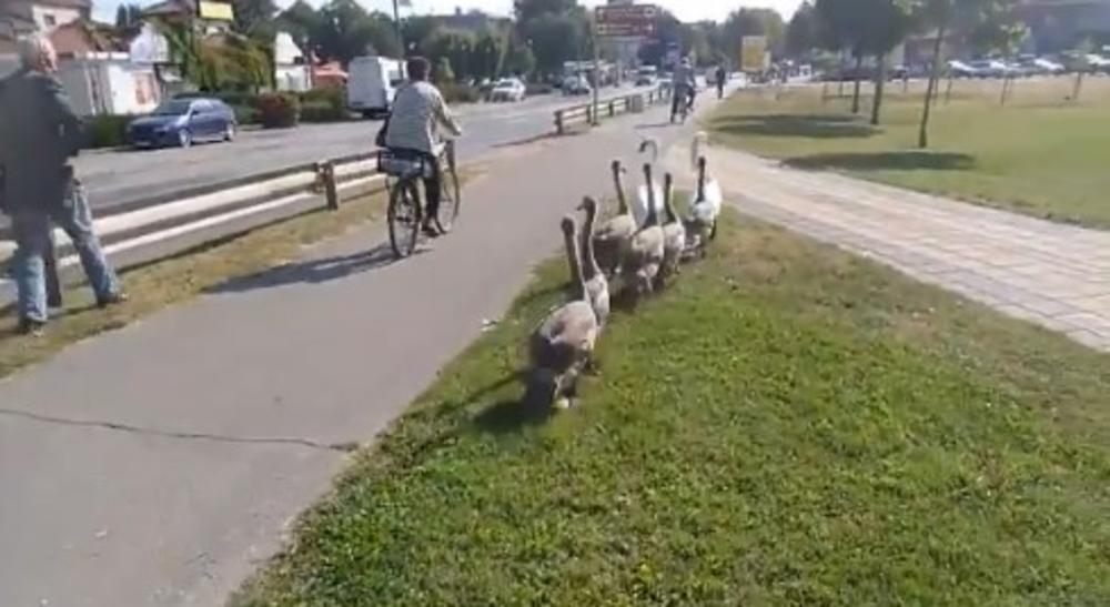 Građani pomogli porodici labudova da bezbedno dođu do Dunava  