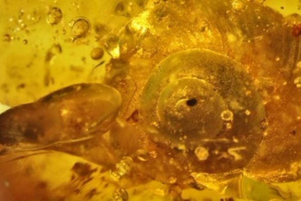 ČUDO: Naučnici otkrili puža starog 99 miliona godina! (FOTO)