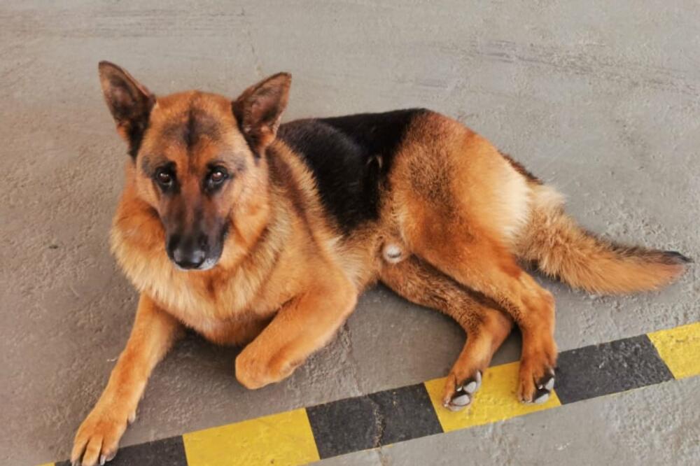 PRIČA SA SREĆNIM KRAJEM: Pas Đango nakon 20 dana na veoma čudan način pronašao svoje vlasnike