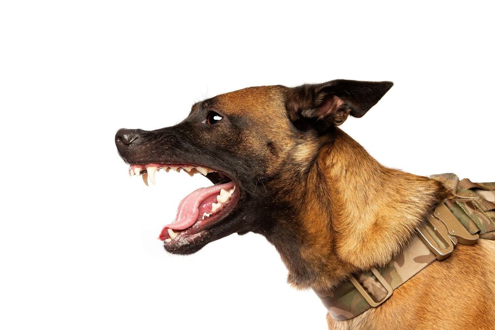 Što je pas veći to je potencijalno opasniji ako dođe do agresivne reakcije