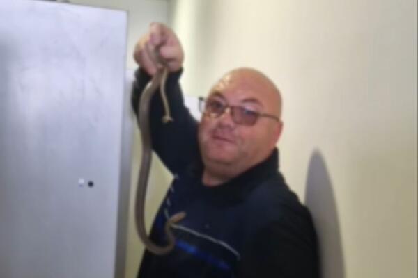 "LELEEE, DAJ DA JE VIDIMO!" Vladica iz ormara u Vranju izvukao zmiju koja je duga CEO METAR (VIDEO)