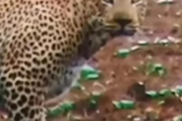 SNIMAK KOJI JE RASPLAKAO LJUDE NA MREŽAMA: Leopard naišao na tek ROĐENO MLADUNČE ANTILOPE, svi u ŠOKU šta gledaju