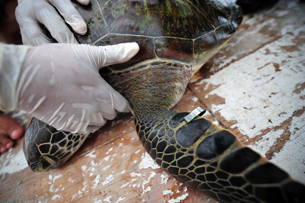 BRAVO, MAJSTORI: Spasli 172 morske kornjače u bolnici napravljenoj samo za njih! (VIDEO)