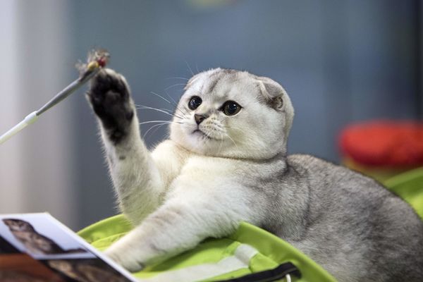 21 razlog zbog kojih treba zavoleti MAČKOLJUPCE!