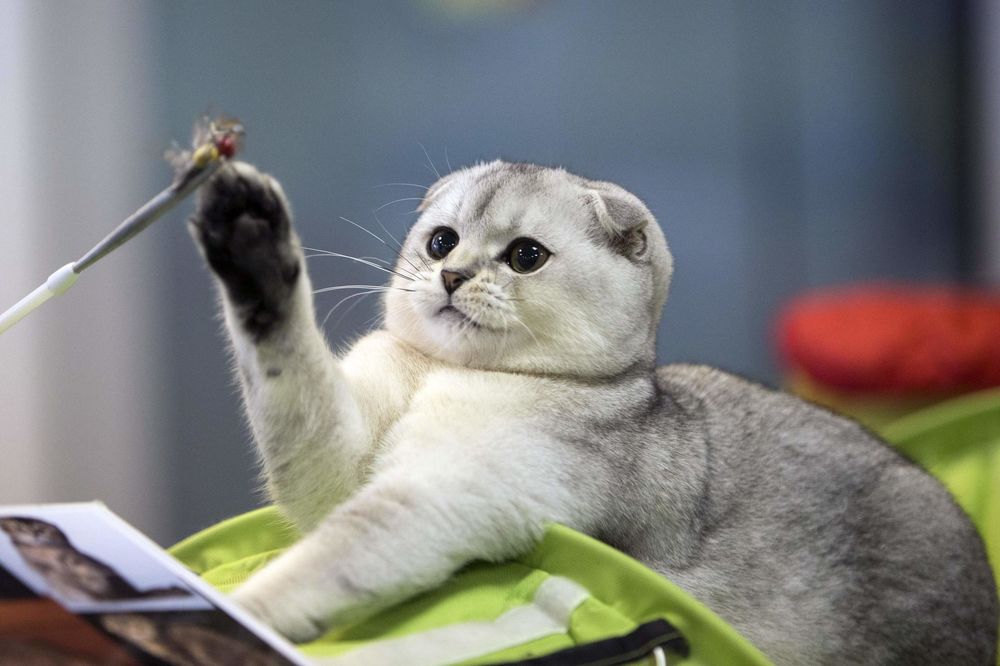 21 razlog zbog kojih treba zavoleti MAČKOLJUPCE!