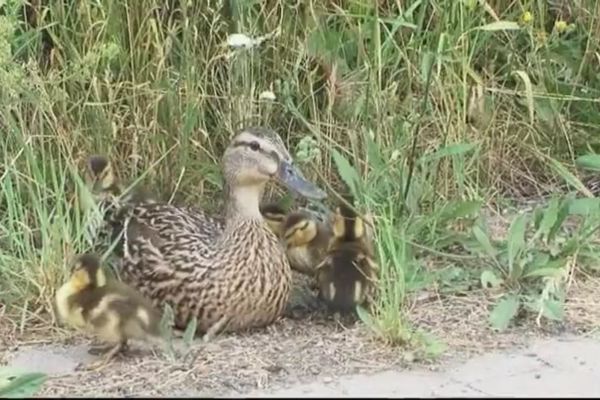 DIRLJIVO: Da nije bilo njih ovi pačići bi se podavili u kanalizaciji (VIDEO)