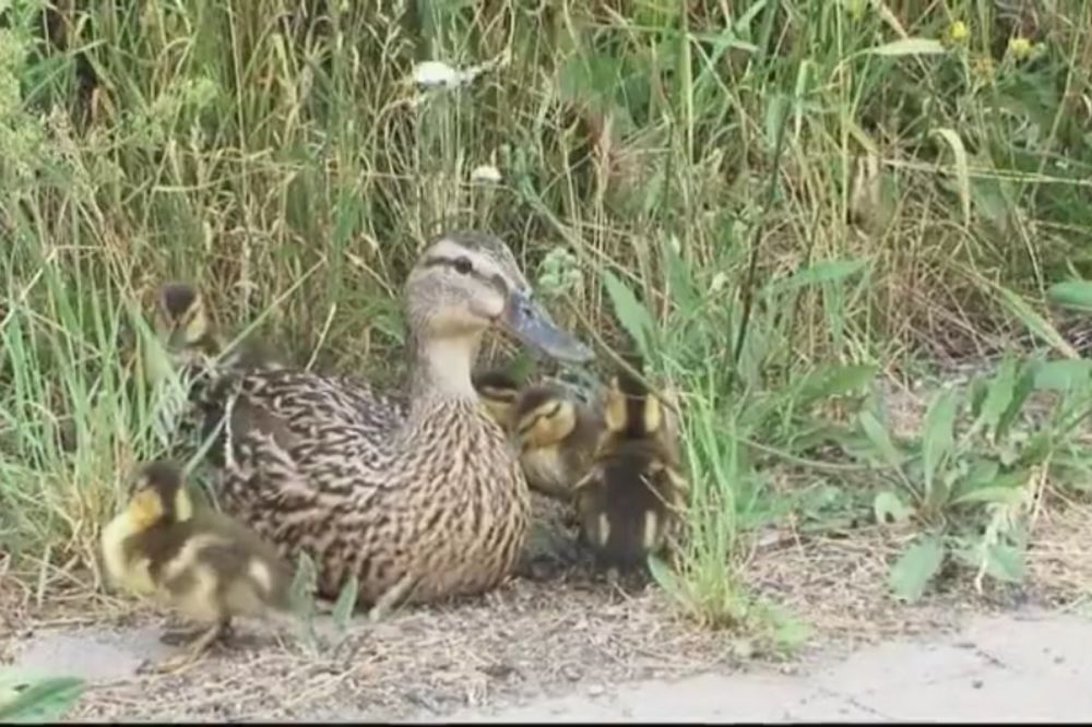 DIRLJIVO: Da nije bilo njih ovi pačići bi se podavili u kanalizaciji (VIDEO)