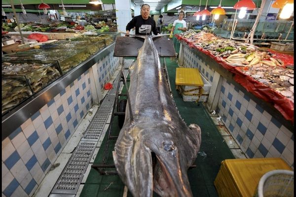 300 KILA ŽIVE VAGE: Kinez upecao DŽINOVSKU sabljarku!