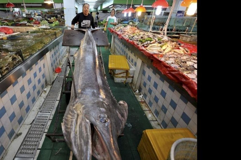 300 KILA ŽIVE VAGE: Kinez upecao DŽINOVSKU sabljarku!