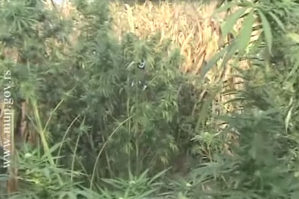 ČOPOR PITBULOVA ČUVAO MARIHUANU: Droga, oružje i hapšenje u Sremskoj Mitrovici (VIDEO)