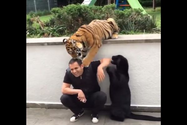 CICA MACE: Ko je ovde ljubimac? (VIDEO)