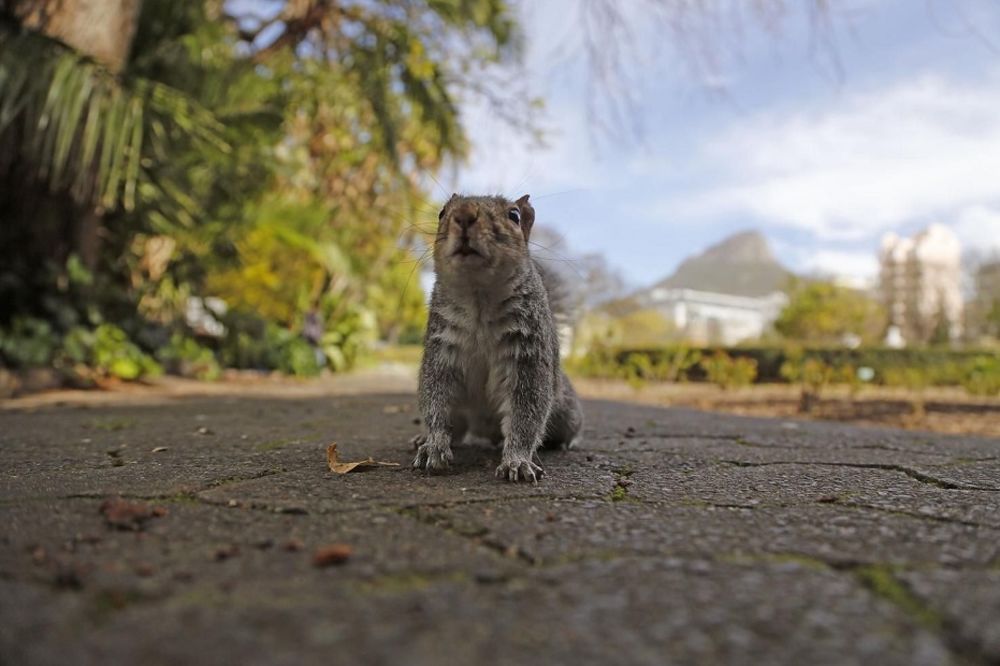 RAZBAŠKARILA SE: Ova veverica baš zna da uživa