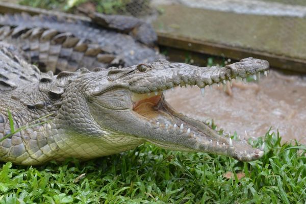 Da li smete da zavirite u ČELJUSTI KROKODILA?