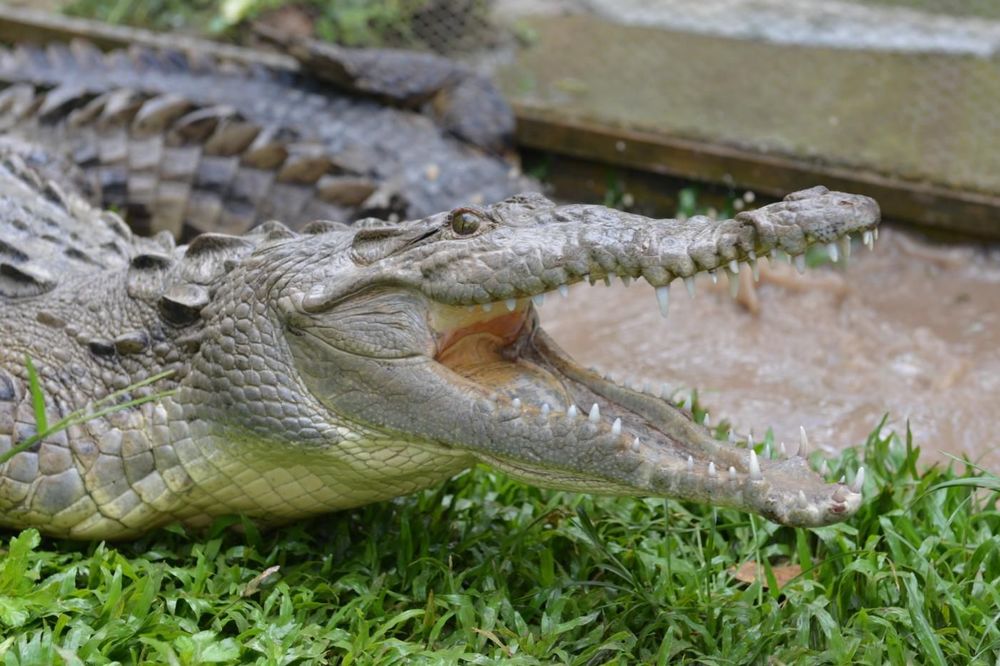 Da li smete da zavirite u ČELJUSTI KROKODILA?