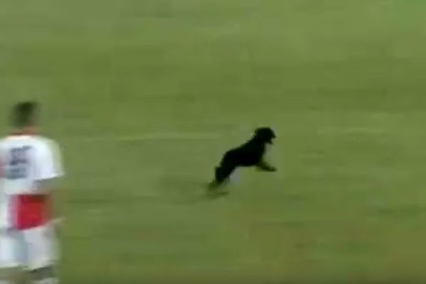 DOBIO OVACIJE NAVIJAČA: Pas prekinuo meč Vojvodina - Rad! (VIDEO)