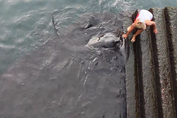 KAKVA JE OVO NEMAN: Pogledajte ko ovom klincu jede iz ruke! (VIDEO)
