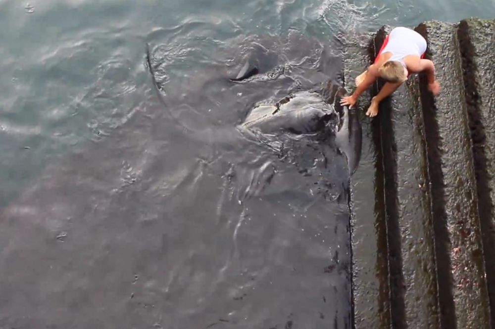 KAKVA JE OVO NEMAN: Pogledajte ko ovom klincu jede iz ruke! (VIDEO)