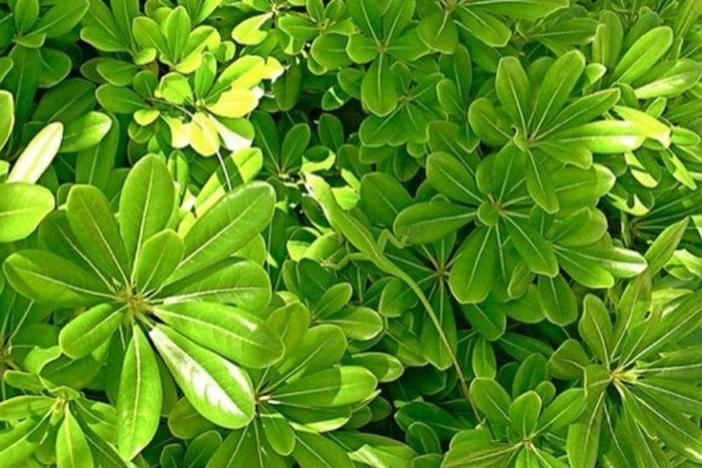 Samo 2% ljudi može da nađe guštera za 2 sekunde. Da li ste među njima? (FOTO)