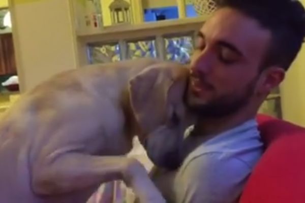 PAS ŠLIHTARA: Nešto je skrivio, a onda zatražio oprost od svog vlasnika. OVAKO! (VIDEO)