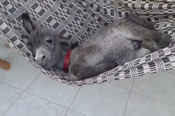 Dok mu "rodbina" radi, ovo magare SAMO UŽIVA! (VIDEO)