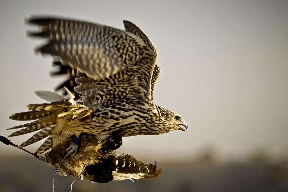 Ovaj soko ume da proleti između dvoje ljudi bez da mu otpadne i perce! (VIDEO)
