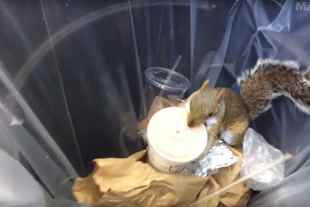 KAKO JE SPAKOVALA, SVAKA JOJ ČAST: Ovako veverica krade milkšejk iz smeća (VIDEO)