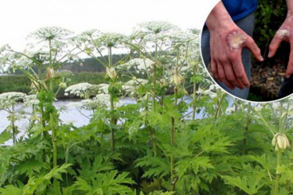 ŠIRI SE PO REGIONU: NE PIPAJTE džinovski svinjski KOROV!