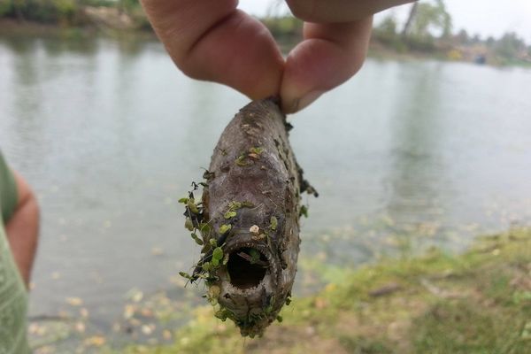 UPECAO PIRANU U TAMIŠU! Ribolovac se prestravio kad je izvukao udicu! (FOTO)