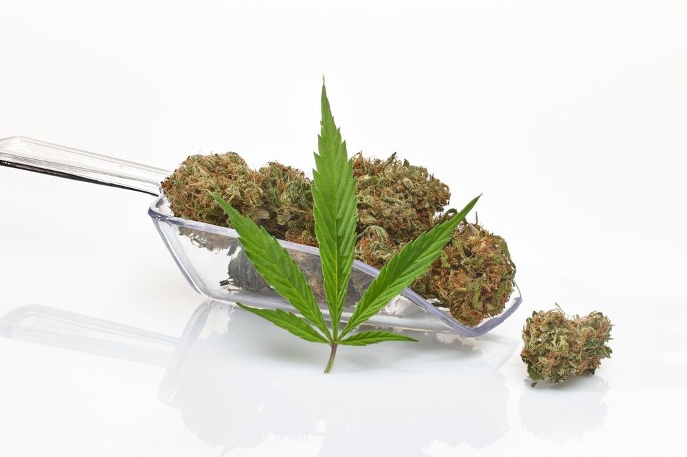 Kad pročitate koliko je zdrava, poželećete je u kućnoj apoteci (FOTO)